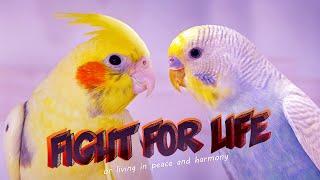 Can Budgies & Cockatiels Share a Cage?