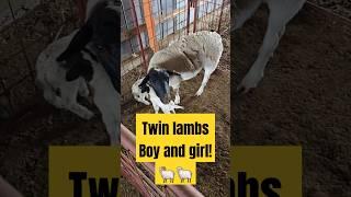 Mom and twin lambs set up in lambing pen. #farm ##sheep #lamb