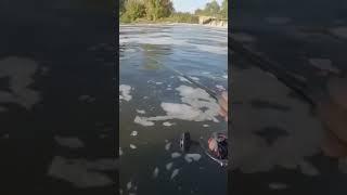 Крупный жерех на плотине | Сентябрь | Поймал жереха на китайскую колебалку |