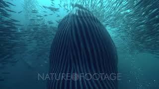 Brydes Whale Disturbs Sardine Run Bait Ball