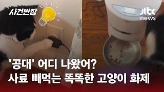 앞발로 꾹 누르자 사료가 '와르르'…너 혹시 '공대' 출신이니? / JTBC 사건반장