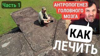 Антропогенез головного мозга: как лечить️ Действенное средство‼️ЧАСТЬ 1 #антропогенез