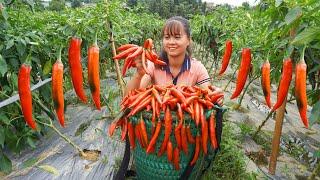 Harvesting Sweet Chili Go To Market Sell, 2 Year Building Farm | Phương - Free Bushcraft