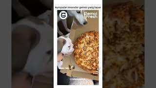 funny moments with cats