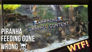 PIRANHA LIVE FEEDING turns into DISASTER! ALMOST LOST THEM (WARNING! Graphic content)