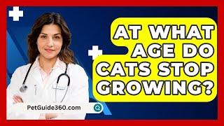 At What Age Do Cats Stop Growing? - PetGuide360.com