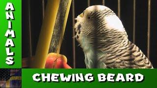 TDG Animals - Wilgot The Budgie - Chewing Beard