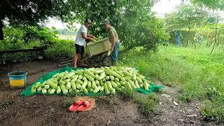 BAWING BAWI SI TATAY CISCO SA UPO | DAMI PADING HARVEST | KAMUSTA NA MGA ALAGA NA KAMBING  |