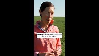 Sclero can take a tonne off yield