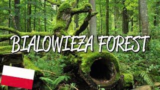 Białowieża Forest - UNESCO World Heritage Site