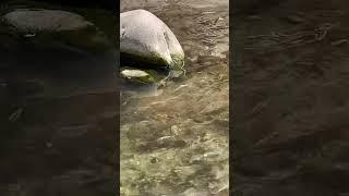 Snake in River Dehradun Tapkeshwar Mahadev