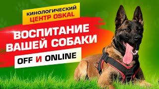 Дрессировка собак off и online