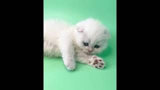 Wilson scottish fold Male