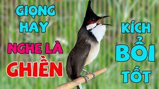 Chào Mào Hót Siêu Hay - ÂM XOẮN - TO RÕ - DỄ HỌC | Luyện Giọng Và Kích Bổi Tuyệt Vời 02