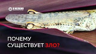 Почему существует зло? | Ринат Абу Мухаммад