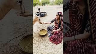 जीव जंतु प्रेमी | राजस्थान का बिश्नोई समाज | Animal Lover Bishnoi Samaj Rajasthan