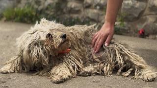 YOU WON'T BELIEVE how this DOG looks after shaving all this matted fur