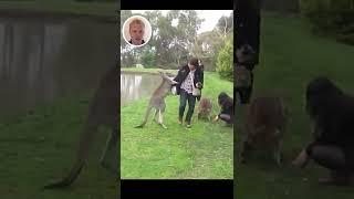 Kangaroo Attacks Tourist | Joe Reviews Animals