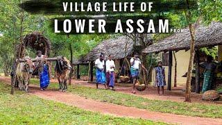 Village Life Of Lower Assam People || Plenty Facts || Coming Soon