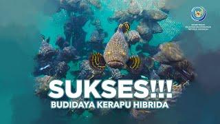 Sukses Budidaya Kerapu Hibrida