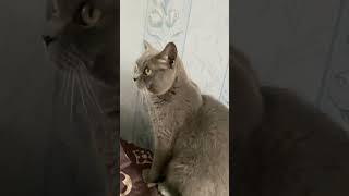Жоржик
