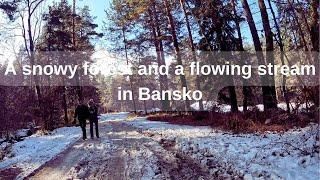 A snowy forest and a flowing stream in Bansko | Bulgaria