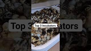 3 Best Incubators to Use for Hatching Eggs #shorts #eggs #hatching #farm