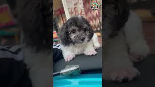  Cutest and Most Adorable Puppy Compilation 