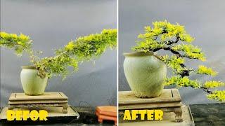 How to bend a bonsai - great bonsai bending skills #219