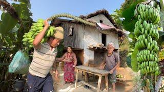 Harvesting and Ripen Green Bananas at Home | Village Lifestyle of Nepal | BijayaLimbu