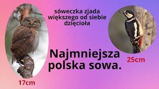 Sóweczka, niezwykła, mała sowa!