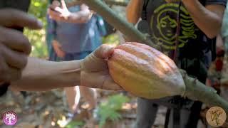 Ceremonial Cacao - Sacred Chocolate (Keiths Cacao)