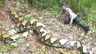 DETIK-DETIK SERANG4N MONSTER ULAR PYTHON TERKU4T SAMPAI HARUS DI TEB4S