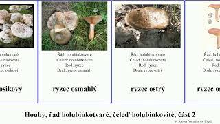 Houby, řád holubinkotvaré, čeleď holubinkovité, část 2 ryzec holubinka fungus vínově žlutá kravský