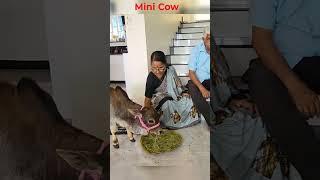 mini cow eating Food #miniature Punganuru Cow's #nadipathy Goshala #Srikrishna little cow