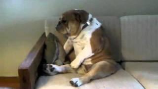 english bulldog using their front paws