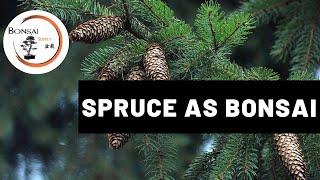 Spruce as Bonsai | Bonsai Species | The Bonsai Supply