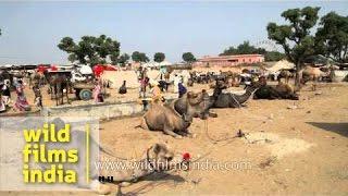 Camels at Pushkar fair, Rajasthan