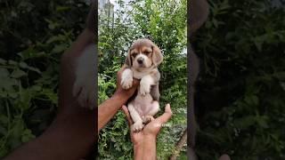 Beagle Puppies Available | More Details On My Description.#trending#shorts#beagle#beaglepuppy