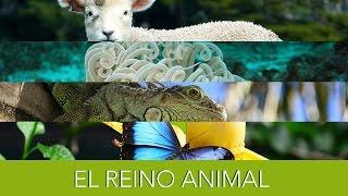 El Reino Animal.