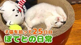 子猫を拾って25日目・ぽてとの日常