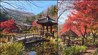 Near Seoul.Best autumn trip.Fairytale atmosphere.Morning Calm Arboretum.Flower garden.Photo zone.