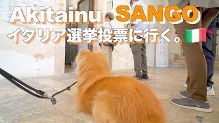 Akita dog "SANGO" goes to the general election in Italy! ?