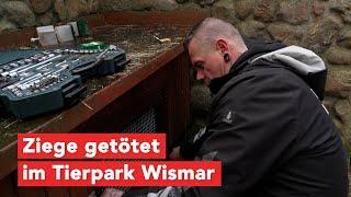 Tierpark Wismar: Ziege offenbar mit Messerstichen getötet