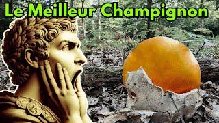 Je trouve le meilleur champignon ️ Amanite des Césars #champignons #asmr #nature #cepes #trending