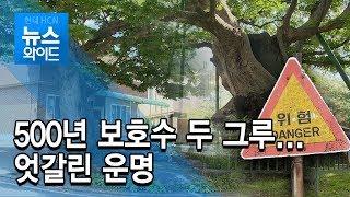 500년 보호수 두 그루... 엇갈린 운명/충북 현대hcn