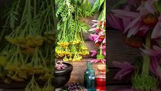 Как можно извлекать полезные вещества из растений  #аргоактив  #житьвдостатке #житьвздоровомтеле