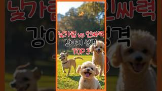 낯가림 vs 인싸력, 강아지 성격 TOP 3  #강아지 #강아지쇼츠 #강아지일상
