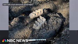 New York man finds complete mastodon jaw in backyard