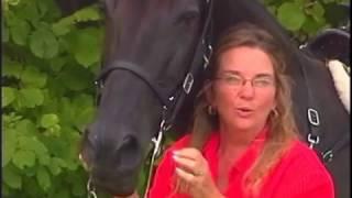 How to Check the Fit of your Horse's Bit